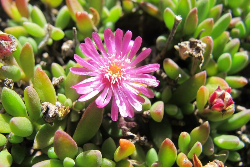 Delosperma parentum, photographed by James Deacon