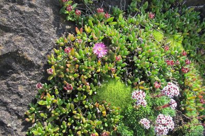 Delosperma parentum, photographed by James Deacon