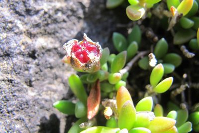 Delosperma parentum, photographed by James Deacon
