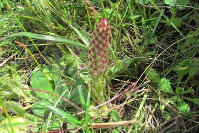 Disa fragrans, photographed by James Deacon