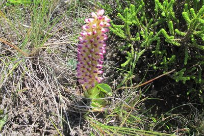 Disa fragrans, photographed by James Deacon