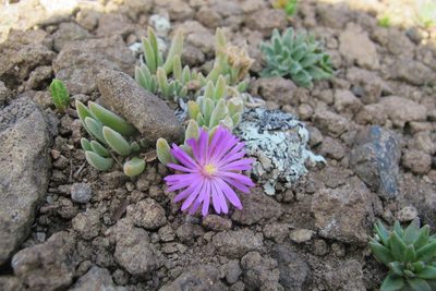 Delosperma obtusum, photographed by James Deacon