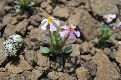 Zaluzianskya crocea, photographed by James Deacon