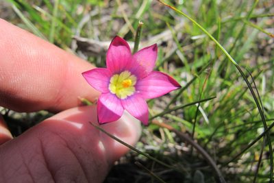 Romulea camerooniana, photographed by James Deacon