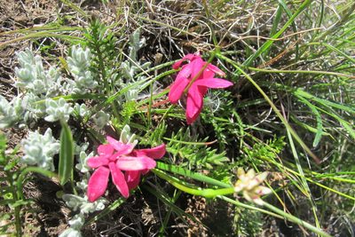 Hypoxis baurii, photographed by James Deacon