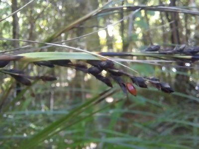 Gahnia pauciflora, photographed by Alice Shanks