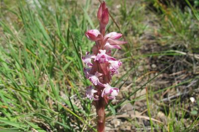 Satyrium neglectum, photographed by James Deacon
