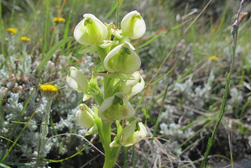Pterygodium leucanthum, photographed by James Deacon
