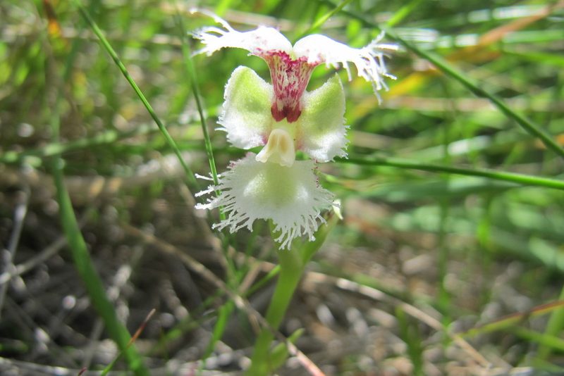 Huttonaea grandiflora, photographed by James Deacon