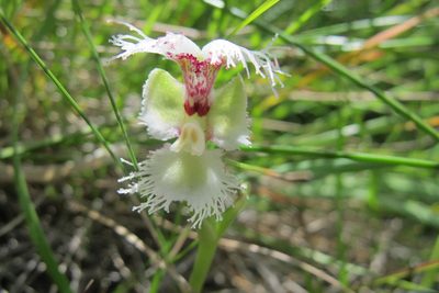 Huttonaea grandiflora, photographed by James Deacon