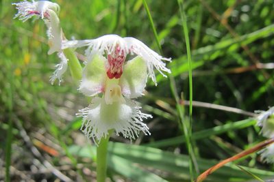 Huttonaea grandiflora, photographed by James Deacon