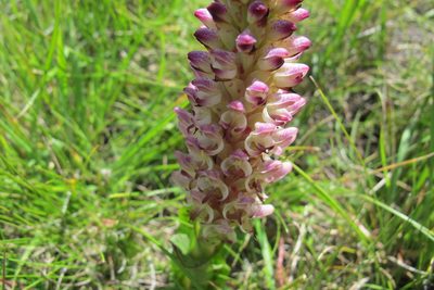 Disa fragrans, photographed by James Deacon