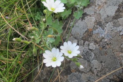 Cerastium arabidis, photographed by James Deacon