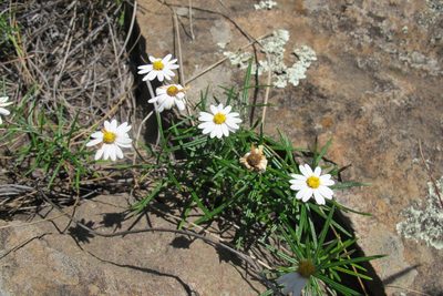 Athrixia angustissima, photographed by James Deacon