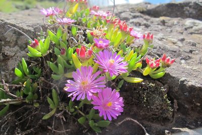 Delosperma nelii, photographed by James Deacon