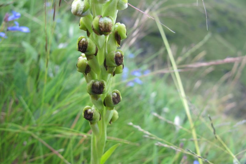 Corycium dracomontanum, photographed by James Deacon