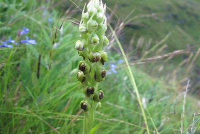 Corycium dracomontanum, photographed by James Deacon