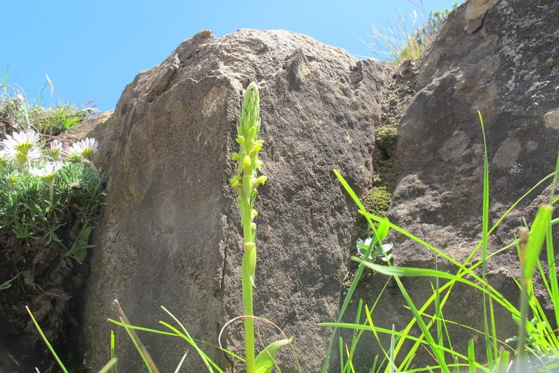 Satyrium parviflorum, photographed by James Deacon