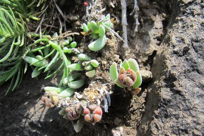 Delosperma basuticum, photographed by James Deacon