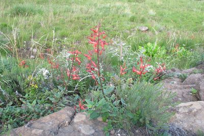 Phygelius capensis, photographed by James Deacon