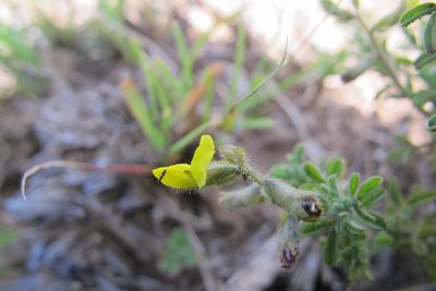 Melolobium obcordatum, photographed by James Deacon