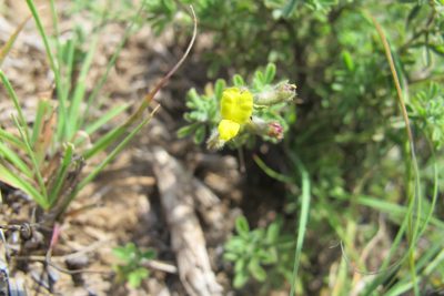 Melolobium obcordatum, photographed by James Deacon