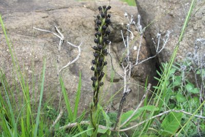 Corycium nigrescens, photographed by James Deacon
