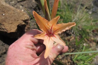 Gladiolus oppositiflorus, photographed by James Deacon