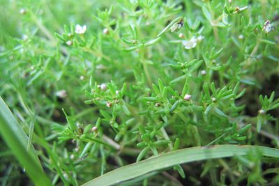 Crassula gemmifera, photographed by James Deacon