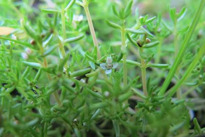 Crassula gemmifera, photographed by James Deacon