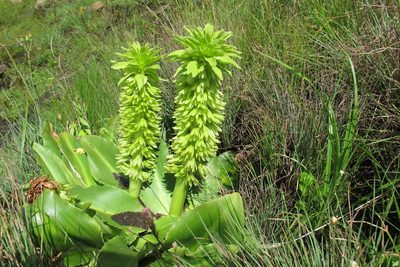 Eucomis autumnalis, photographed by James Deacon