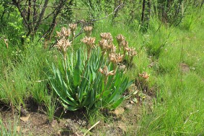Aloe ecklonis, photographed by James Deacon