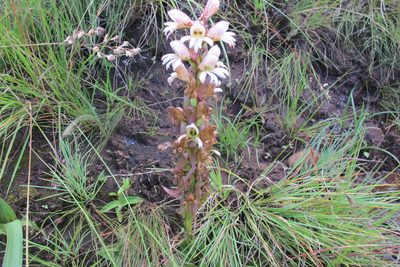 Satyrium sphaerocarpum, photographed by James Deacon