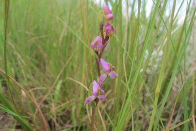 Disperis tysonii, photographed by James Deacon