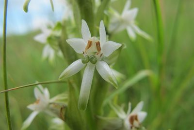 Habenaria dives, photographed by James Deacon