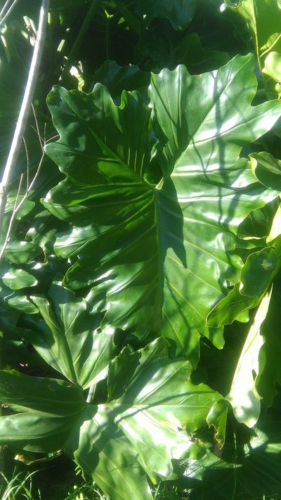 Philodendron undulatum, photographed by Bahiano Ayala