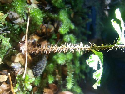 Hymenophyllum scabrum, photographed by Alice Shanks