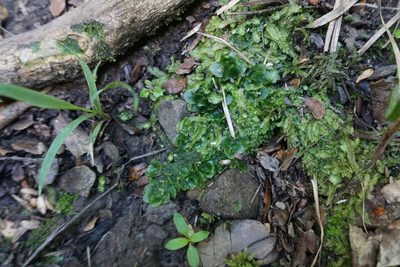 Treubia lacunosa, photographed by Alice Shanks