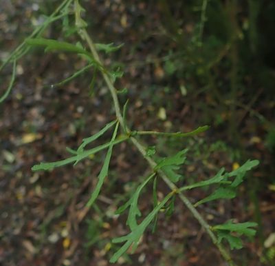 Melicytus flexuosus, photographed by John Steel