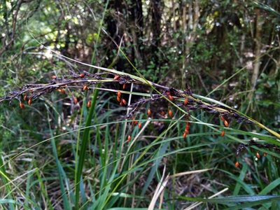 Gahnia pauciflora, photographed by Joe Potter Butler