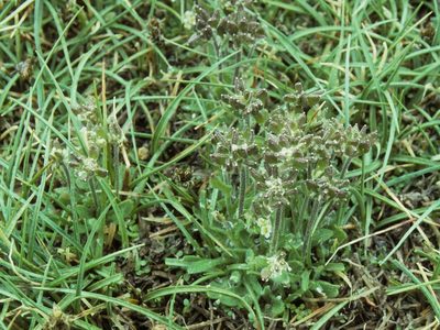 Draba monoensis, photographed by Jim Morefield