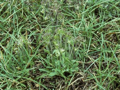 Draba monoensis, photographed by Jim Morefield