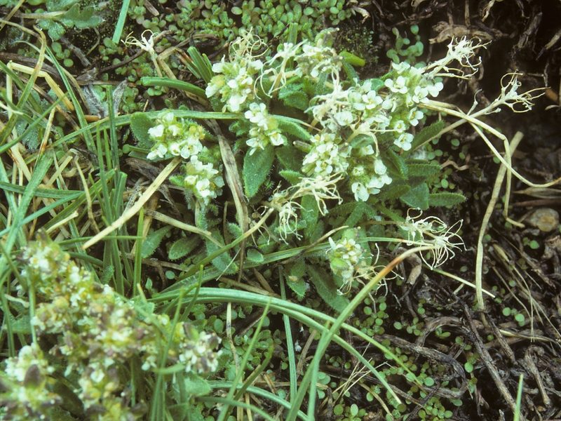 Draba monoensis, photographed by Jim Morefield