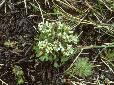 Draba monoensis, photographed by Jim Morefield