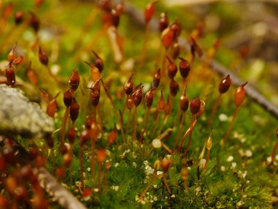 Tortula truncata, photographed by Alexis Tinker-Tsavalas