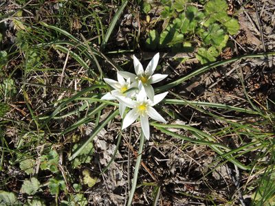 Ornithogalum sigmoideum, photographed by katunchik