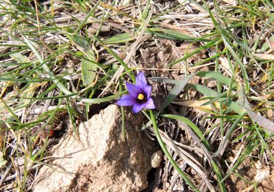 Romulea linaresii, photographed by katunchik