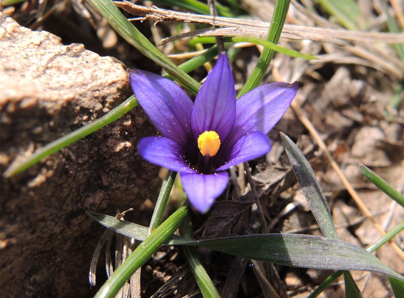Romulea linaresii, photographed by katunchik