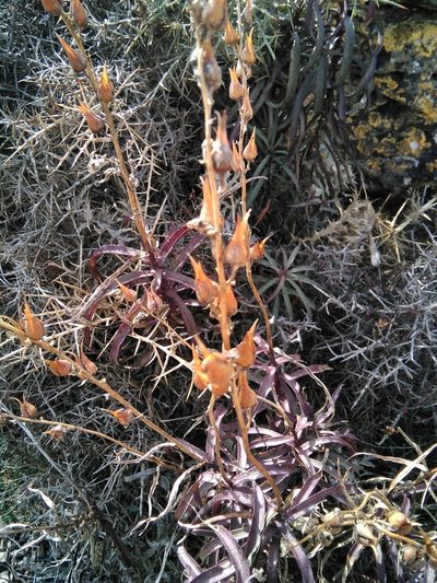 Digitalis obscura, photographed by Luis M. Muñoz