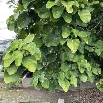 Hernandia nymphaeifolia, photographed by Takaaki Hattori